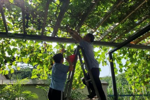 摘葡萄享受自然，半天的水上生活